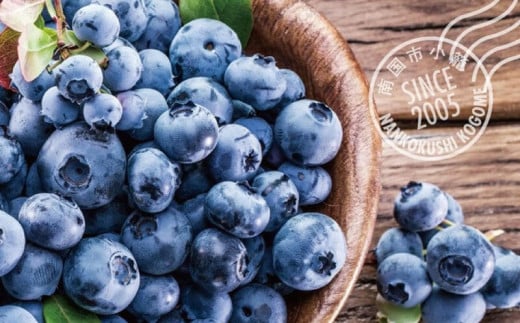 訳あり 完熟生ブルーベリー（ラビットアイ系）900g | 2025年発送 ブルーベリー ベリー フルーツ 果物 くだもの 産地直送 期間限定 数量限定 わけあり 訳アリ 生 旬 季節限定 高知県 南国市