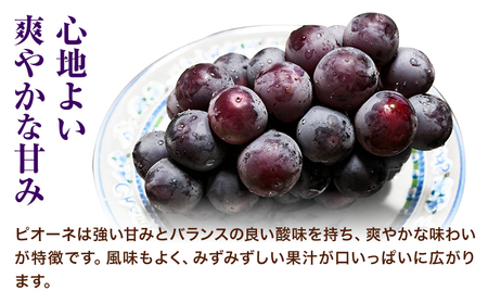 岡山県産ニューピオーネ＆シャインマスカット「晴王」 Bセット （1房580g以上） 先行受付《9月上旬-10月下旬頃》【配送不可地域あり】