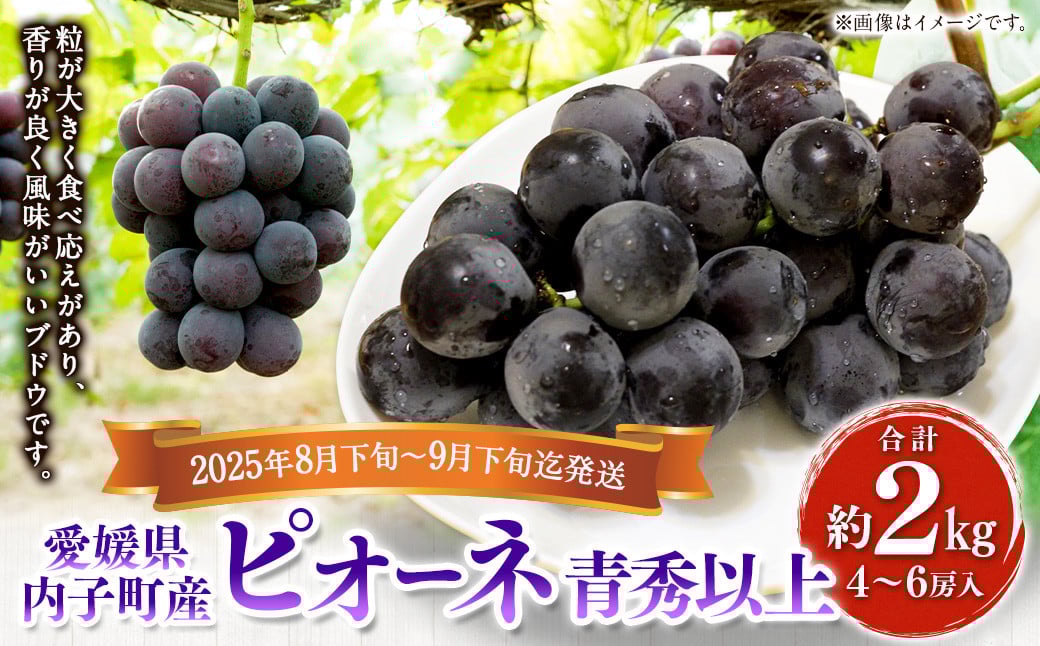 内子町産 ピオーネ 青秀以上 4～6房 約2kg 【2025年8月下旬～9月下旬迄発送】 【えひめの町（超）推し！（内子町）】（446）