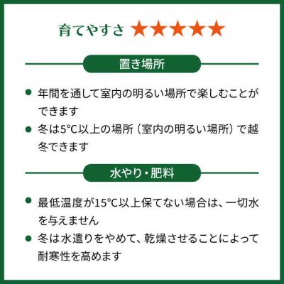 ふるさと納税 糸島市 『サンスベリア・ムーンシャイン』糸島市/cocoha[AWB024] |  | 03