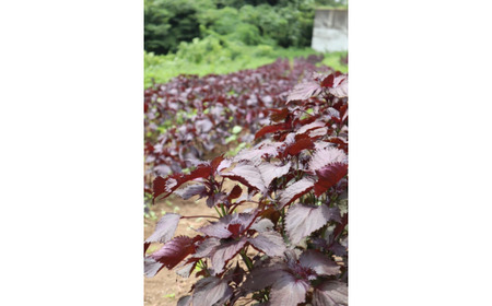 011-28_【７～８月発　大好評】夏の暑さに負けるな！"赤しそ"（約2,000g）『from 名水の里 秦野』