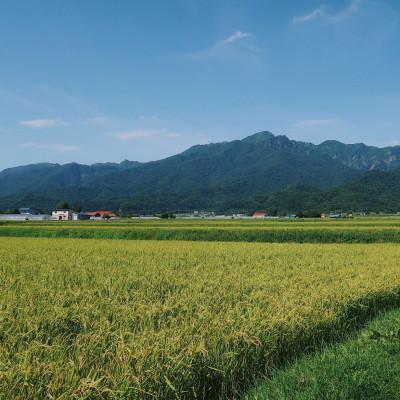 ふるさと納税 富良野市 令和7年産米　富良野産　栽培期間出来るだけ農薬を減らして作った　おぼろづき　10kg |  | 01