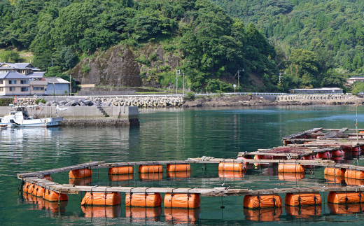 朝獲れ新鮮！最高の漁場 豊後水道で獲れた鮮魚詰め合わせ