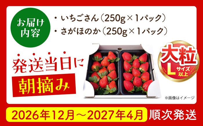 いちごさん・さがほのか 500g ( 約250g×2パック )  [HAF032] いちご 苺 イチゴ 果物 くだもの フルーツ