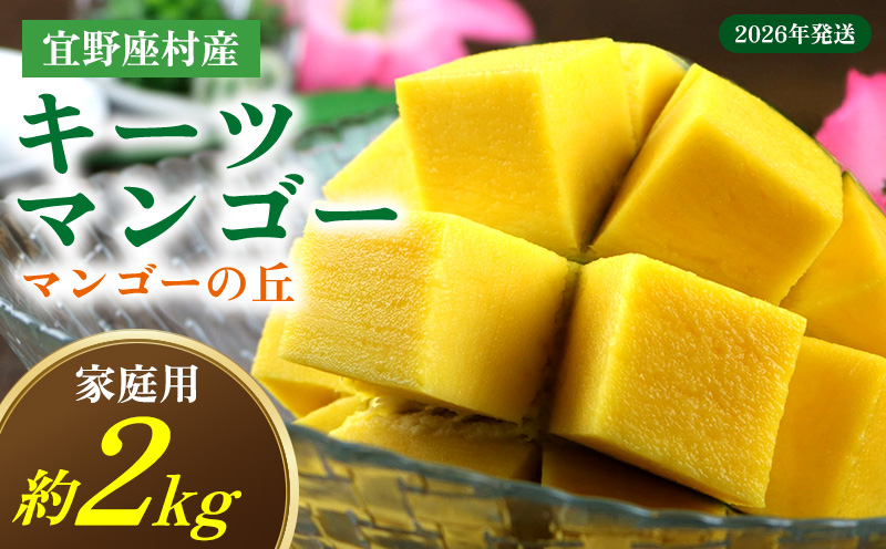 【2026年発送】　宜野座村産キーツマンゴー「マンゴーの丘」家庭用　約2kg フルーツ 甘い 美味しい 特徴 香り お取り寄せ Mango デザート 大きい 希少 贈り物 ビタミン おすすめ 贅沢 栄