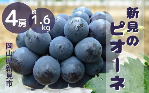 ピオーネ 岡山  約1.6kg 4房  新見 【 先行予約 2025年9月中旬～10月上旬発送】