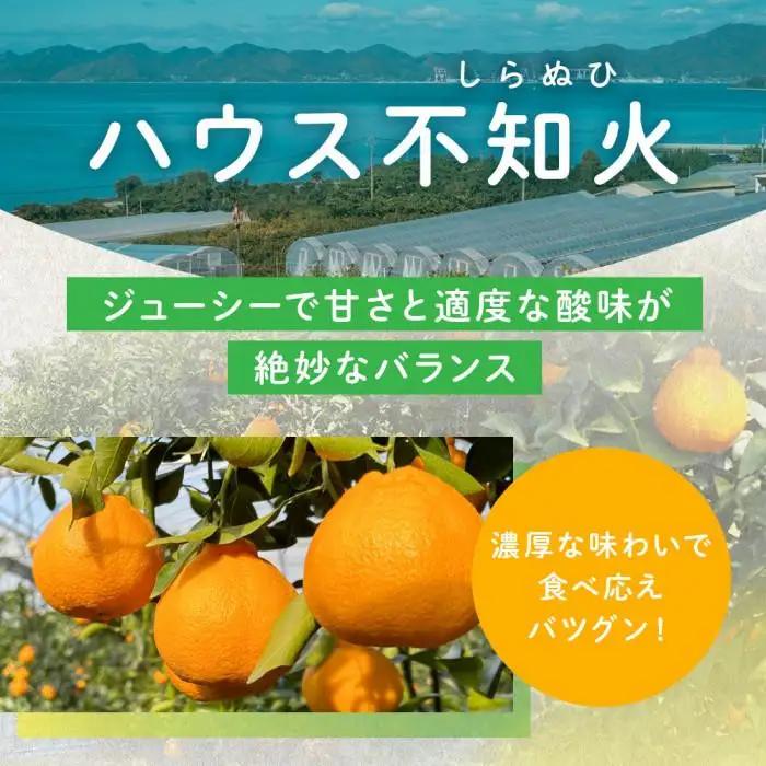 越冬完熟しらぬひ 2kg 3月上旬～｜みかん 柑橘 しらぬい 不知火 しらぬい 尾道市