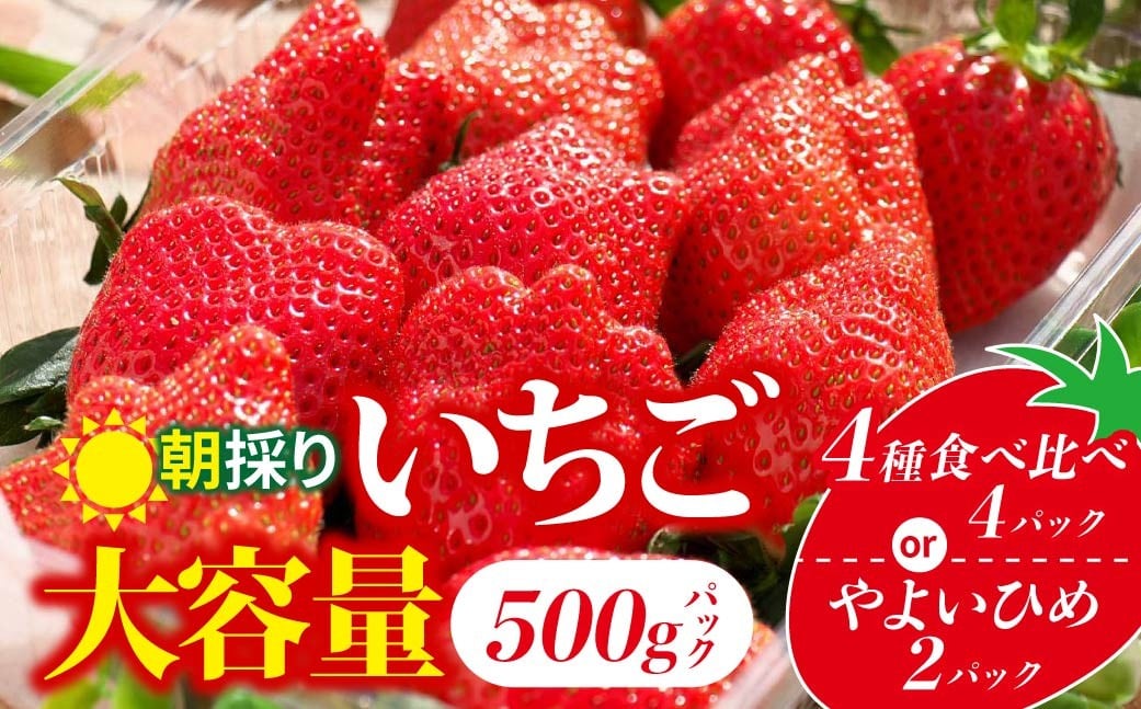 
            【先行予約：選べる内容】 やよいひめ 4種食べ比べ 500g 2パック 4パック | 朝採れ イチゴ 苺 高品質 たっぷり 新鮮 完熟 旬 ストロベリー 高級 産地直送 果汁 甘い あまい 人気 高評価 高糖度 ごほうび プレゼント 朝採れ やよいひめ ななか 恋みのり あまおとめ あすかルビー 贈答用 群馬県 前橋市
          
