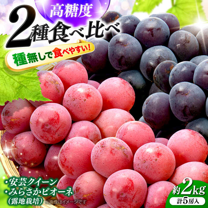 【ふるさと納税】【数量限定・2026年先行予約】 ぶどう みらさかピオーネ2房＆安芸クイーン3房 計2kg 5房入 （露地栽培）＜8月下旬頃から順次発送＞ ぶどう 葡萄 ブドウ フルーツ 果物 贈答 おすすめ 広島 三次 ふるさと納税 三次市/みらさかピオーネ直売所[APBE005]