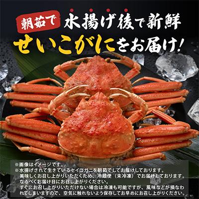 ふるさと納税 美浜町 【2026年11月より順次発送】《おまかせ》茹でセイコガ二　5杯　茹でたてをその日に発送致します |  | 01