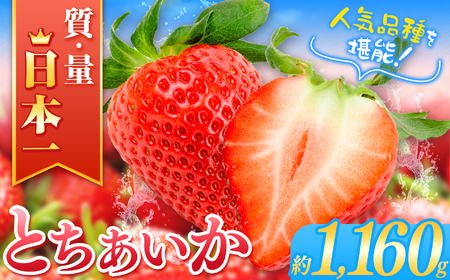 【2025年先行予約】JAはが野厳選！ とちあいか (290g×4パック）約1,160g 