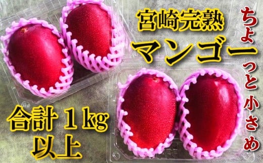 平均糖度15度以上！たっぷり1kg以上！宮崎完熟マンゴーご家庭用小さめ M・Lサイズ2玉入り×2パック(1,000g～1,200g)_K005-014