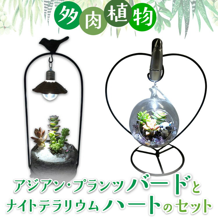 【ふるさと納税】多肉植物　アジアン・プランツバードとナイトテラリウムハートのセット | 多肉植物 観葉植物 植物 インテリア 照明 ライト おしゃれ かわいい 多肉 観葉 ※2025年7月中旬頃より順次発送予定　※離島への配送不可