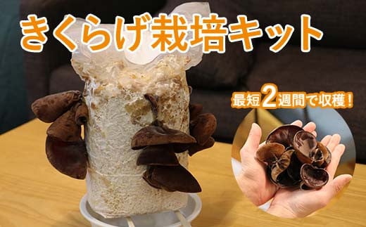 
            おうちでかんたん！純国産きくらげ栽培キット
          