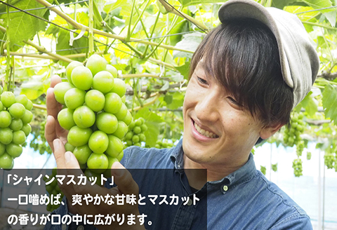 ＜令和6年夏発送・数量限定＞【ぶどう定期便・自宅用】イチオシ3品種　各2房