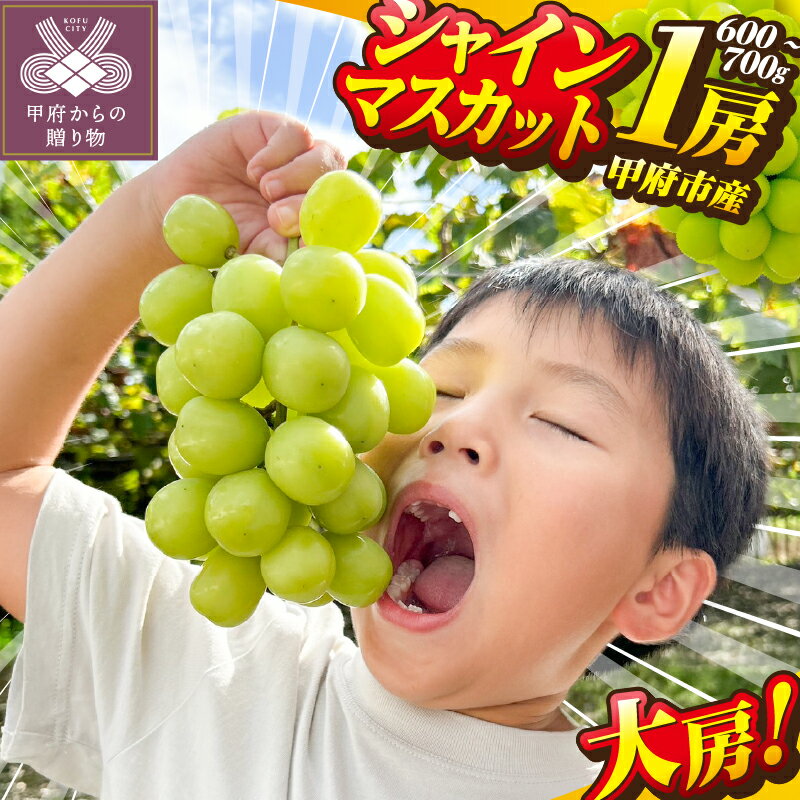 【ふるさと納税】 シャインマスカット 大房 先行予約 2025年 山梨 県産 ぶどう 甲府 市産 1房 600g～700g フルーツ 高級 産地直送 人気急上昇中 高評価 フルーツ王国山梨 贈答 ギフト 2025年8月中旬～9月下旬にかけて順次配送 k213-014