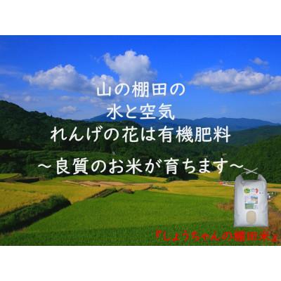 ふるさと納税 多久市 令和6年産『しょうちゃんの棚田米』　　【玄米10kg】栽培期間中農薬不使用 れんげ緑肥育ちの棚田米 |  | 01