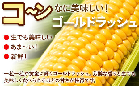 とうもろこし10本 城本農園