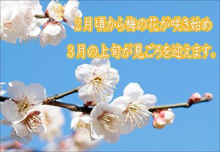 紀州南高梅　うす塩　A-084