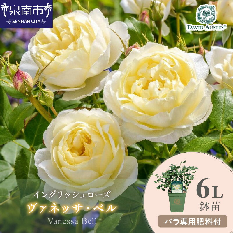 【ふるさと納税】【イングリッシュローズ】デビッド・オースチン ヴァネッサ・ベル 6L鉢苗（バラ専用肥料付）