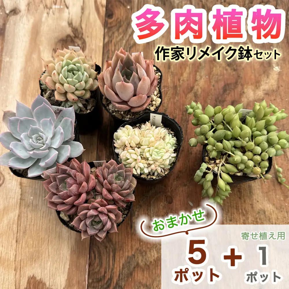 《9月下旬より順次発送》[作家リメイク鉢セット] 多肉植物 苗 おまかせ 5ポット+寄せ植え用1ポット付き [1257]