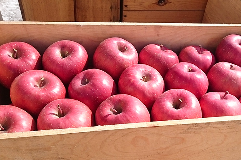 【26年1月～発送】りんご 家庭用 旬のリンゴ詰め合わせ 約10kg 糖度13度以上