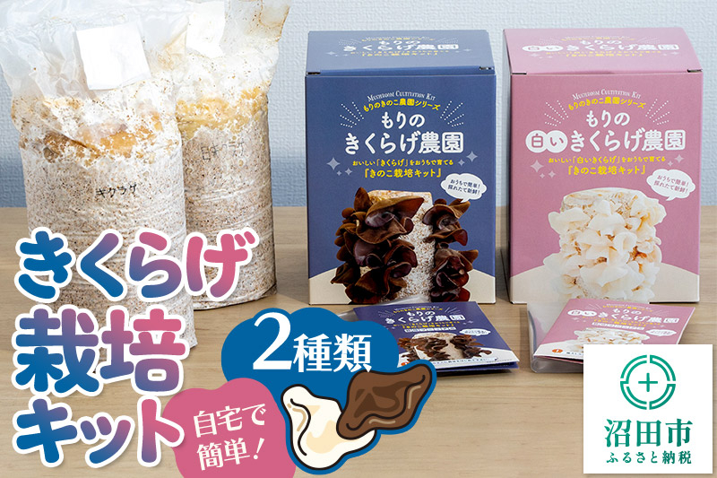 
                  《夏季限定》きくらげ栽培キット 2種類セット もりのきくらげ農園／白いきくらげ農園 [木耳 きくらげ キクラゲ]
                