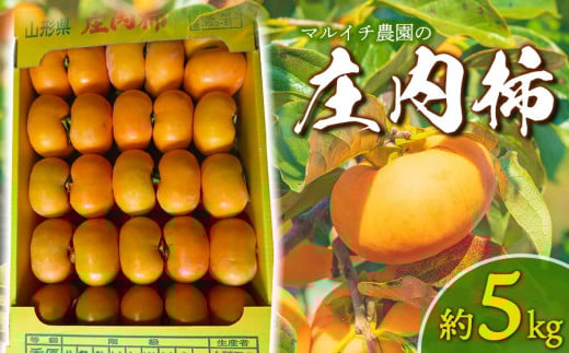 【令和7年産先行予約】庄内柿 Mサイズ以上 5kg マルイチ農園
