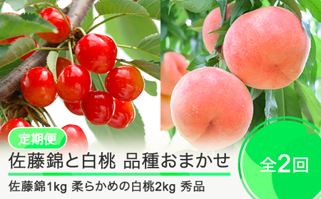 【2回定期便】さくらんぼ 佐藤錦 1kg 柔らかめの白桃 2kg さくらんぼ 白桃 桃 もも 品種おまかせ 定期便 山形県産 2025年度産 令和7年 フルーツ 果実 送料無料 ry-ft2sh3000-s