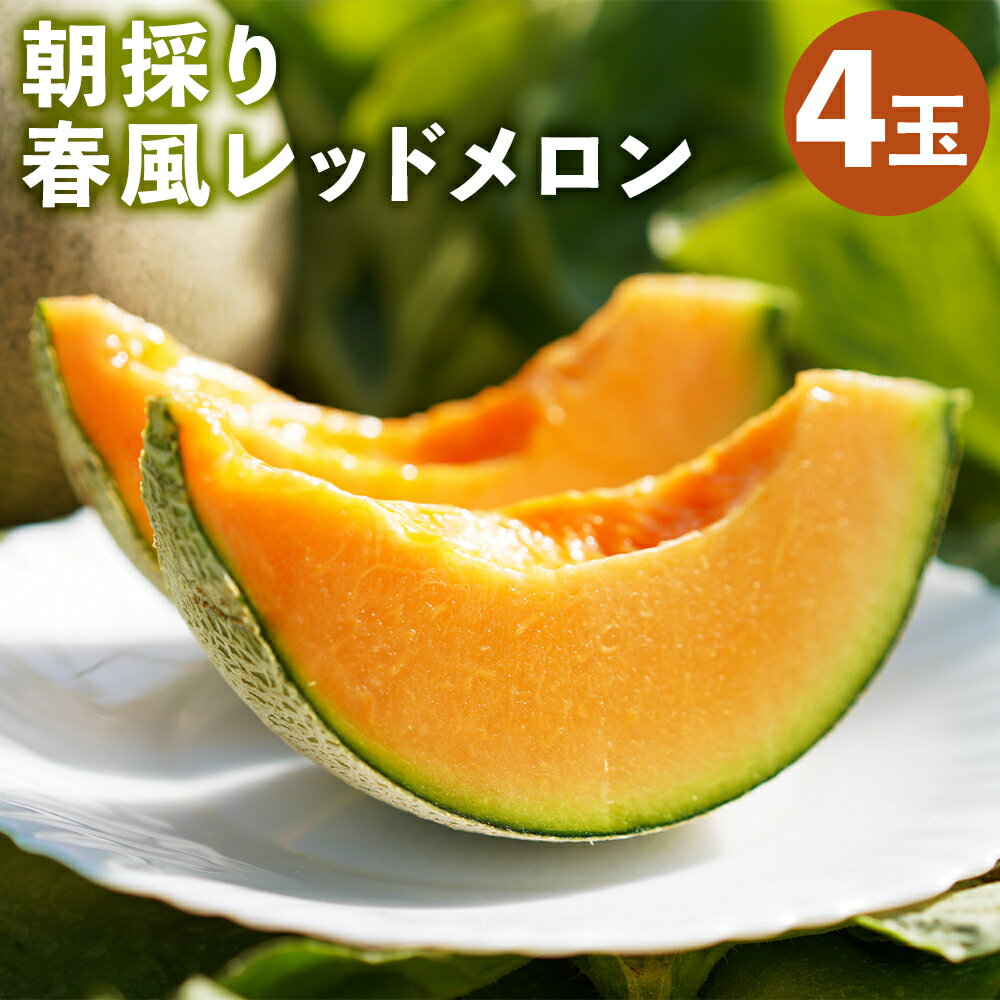 【ふるさと納税】つるたファームの朝採り春風レッドメロン 4玉 1玉1.2kg前後 フルーツ 果物 メロン 菊池市 熊本県産 九州産 送料無料【2026年5月上旬〜5月下旬に順次発送予定】