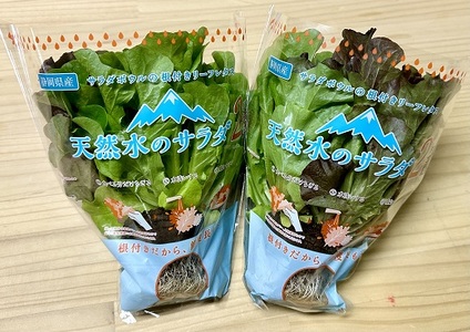 4A3天然水のサラダ（根付きリーフレタス）