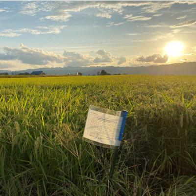 ふるさと納税 南魚沼市 【令和7年産 新米】南魚沼産コシヒカリ 10kg 井口農場こだわりの 特別栽培米 |  | 03