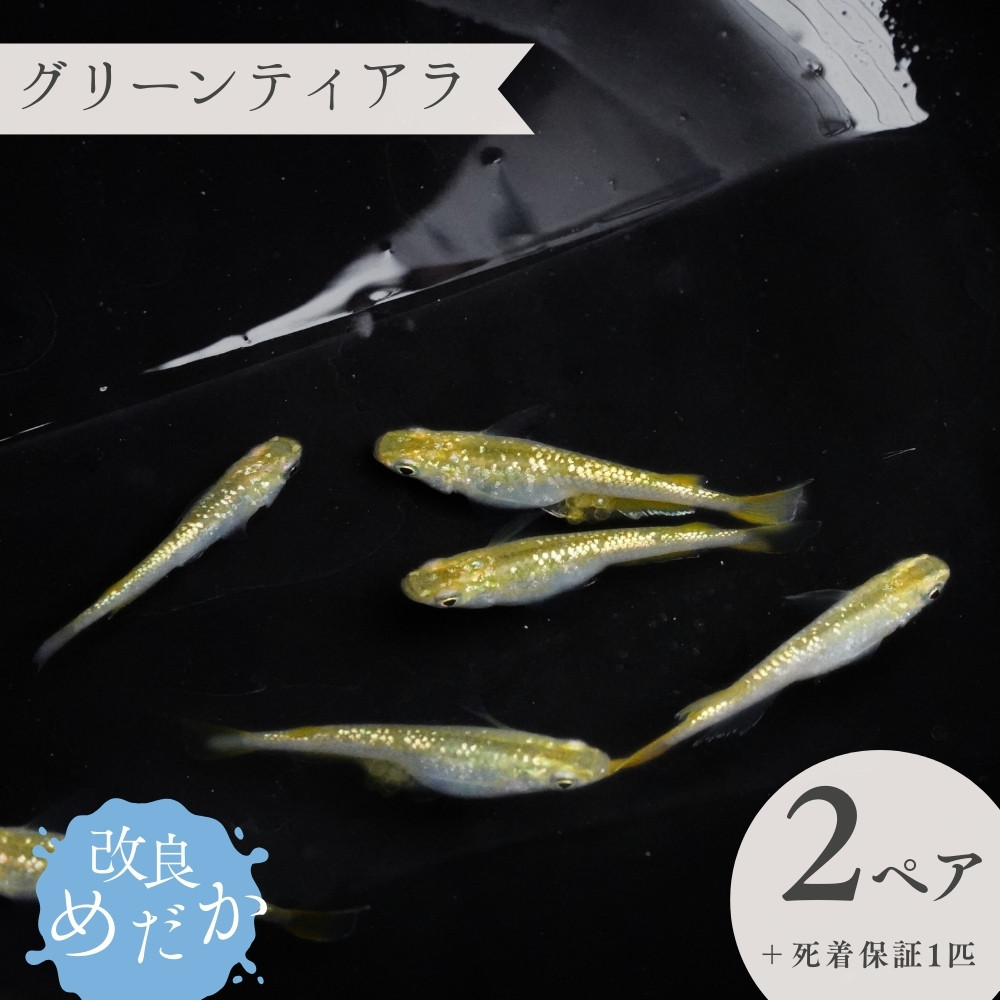 
                  【グリーンティアラ】美しき 改良めだか（２ペア＋死着保証１匹）  メダカ めだか めだか屋らん
                