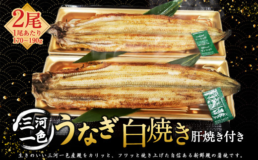 三河一色うなぎ白焼き2尾 (各170～190g) (肝焼き付き) うなぎ 白焼き 鰻