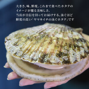 fn-39-002 泳ぐホタテの貝柱300g ヤマキイチ商店 