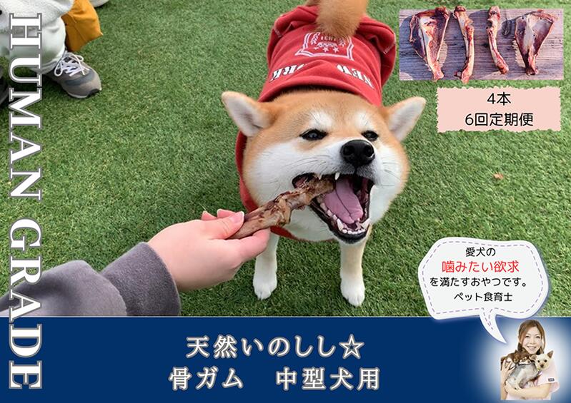 【ふるさと納税】中型犬向け☆天然いのしし骨ガム4本（300～400g）【定期便】全6回（FB176）