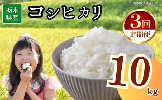 【定期便3回】栃木県産コシヒカリ 10kg | 2025年 2025年米 令和7年米 秋 白米 ごはん ご飯 小分け 人気 おいしい 旨い おにぎり おむすび お弁当 限定 栃木県共通返礼品 栃木県 下野市 送料無料
