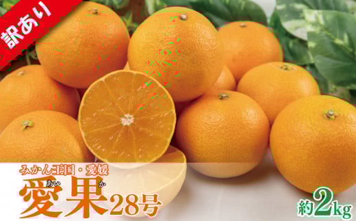 【先行予約】【2025年11月下旬以降順次発送】 訳あり みかん 愛果28号 約2kg あいか アイカ みかん 紅まどんな 紅マドンナ と同品種 柑橘 果物 くだもの フルーツ みかん ミカン mikan mican 不揃い 傷 ワケアリ 訳アリ 愛媛県 松山市