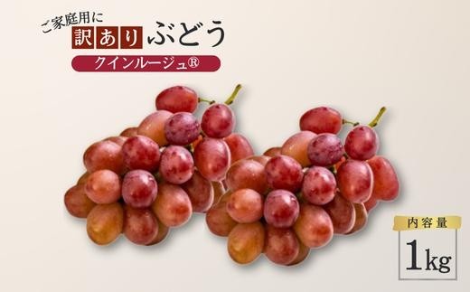 ぶどう クイーンルージュ® 【家庭用】 約1kg ／2026年9月下旬～10月頃 配送予定［TK20］//長野県 南信州 松川町産 種なし 皮ごと 南信州 長野県 オリジナル品種 稀少 高糖度 高品質 人気 家庭用