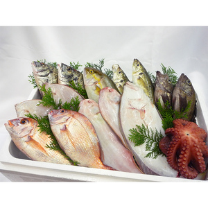 ［頒布会6回］瀬戸内海産の海産物の詰め合わせ（下処理アリ）