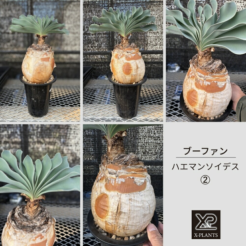 【ふるさと納税】ブーファン ハエマンソイデス_2 X-PLANTS 珍奇植物 ビザールプランツ 塊根植物