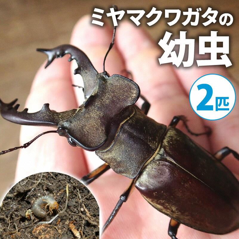【ふるさと納税】【配送期間は2026年1月下旬～4月上旬に随時配送】ミヤマクワガタ（幼虫2匹）　お届け：2026年1月下旬～4月上旬