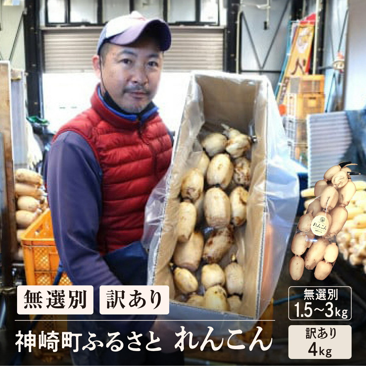 【ふるさと納税】レビュー☆4.3【訳ありor 無選別】無選別 れんこん1.5~3kg or 訳あり れんこん4kg （※4～7月受付分は8月以降順次発送）テレビで紹介されました！【ふるさと納税 人気 野菜 蓮根 レンコンきんぴら 訳あり 4kg 無選別 1.5kg 3kg 】