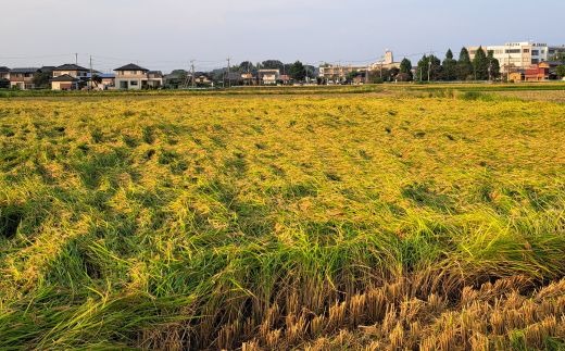 精米 常総市産 にじのきらめき5kg