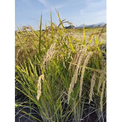 ふるさと納税 久米南町 岡山県産 自然豊かな棚田米コシヒカリ(玄米) 10kg |  | 01