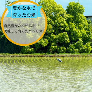 【2025年9月順次発送】令和7年産 新米 白米 3kg 特別栽培米 コシヒカリ コシヒカリ コシヒカリ コシヒカリ コシヒカリ