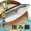 【ふるさと納税】 ブリ 定期便 12回 12ヶ月 1年間 新鮮 ブランド 鰤 ぶり 神経締め 冷蔵 産地直送 鮮魚 切り身 お刺身 乙女ブリ 極みブリ しゃぶしゃぶ 照り焼き 正月 お歳暮 お中元 年末 送料無料 高知県 須崎市