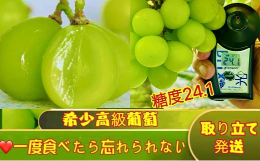 ぶどう 2024年 先行予約 シャインマスカット 秀品 約2kg 合計3～5房 農林大臣賞受賞 岡山 国産 果物 フルーツ シャイン マスカット 2024年6月下旬から発送 