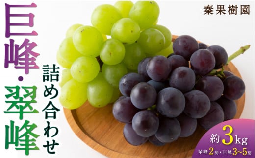 【先行予約】 秦果樹園 巨峰 ・ 翠峰 詰め合わせ 約3kg （巨峰 3から5房・翠峰 2房） 【2026年8月下旬～9月上旬より順次発送予定】 葡萄 ぶどう ブドウ 種無し 種なし 果物 くだもの フルーツ 果実 新鮮 フレッシュ 朝採り発送 つめ合わせ 詰合せ セット お取り寄せ 福岡県 うきは市 冷蔵