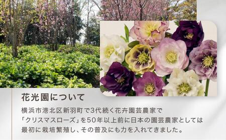 クリスマスローズ ３号ポット苗 ５本おみつくろいセット〈花光園〉 ｜ 花 お花 フラワー 人気花 おすすめ花 花セット 横浜市お花 花クリスマスローズ 花５本 おすすめクリスマスローズ ローズ 人気 